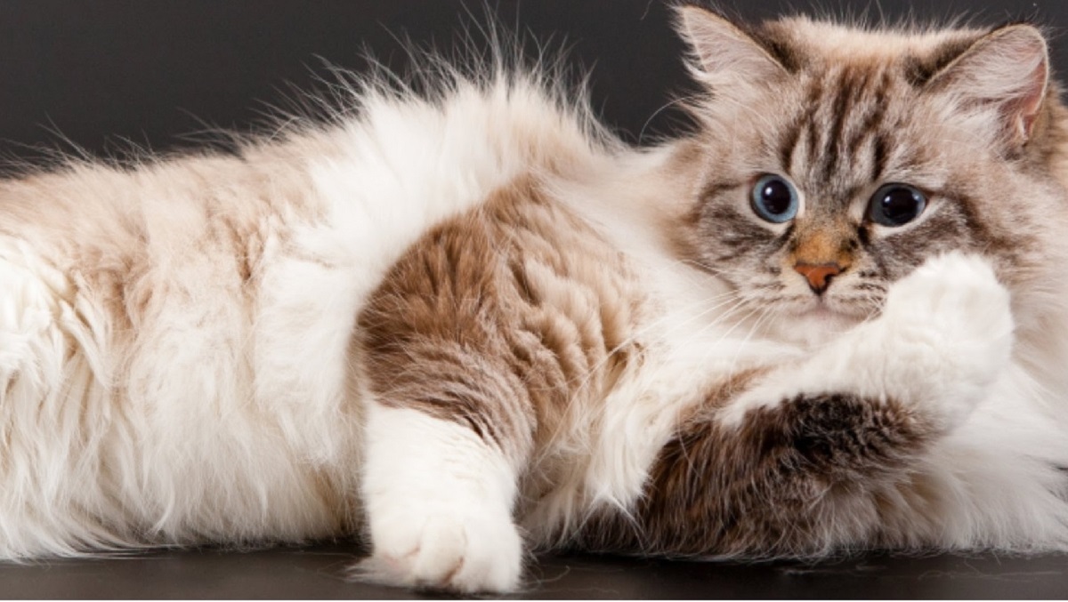 What You Didn’t Know About Your Cat