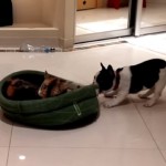 Stubborn Cat vs French Bulldog Part 2