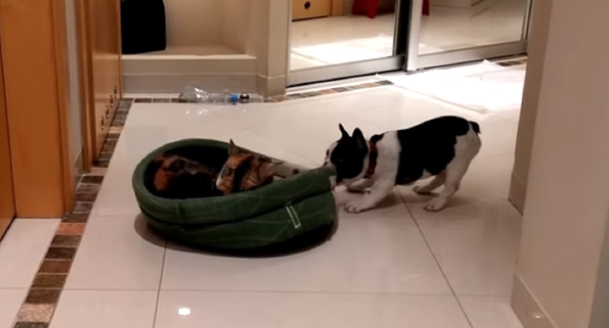 Stubborn Cat vs French Bulldog Part 2