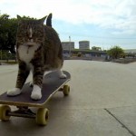 Top Skateboarding Cats