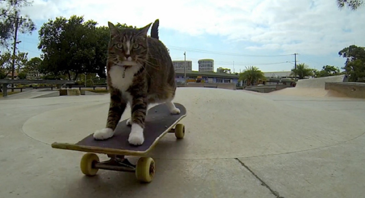 Top Skateboarding Cats