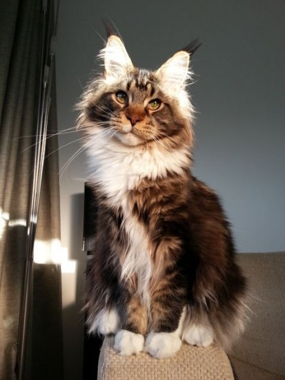 All About Maine Coon Cats - Cat Fancast