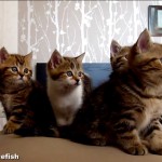 cute kittens