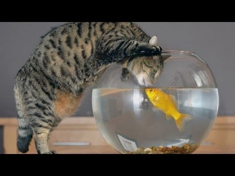 hilarious cats