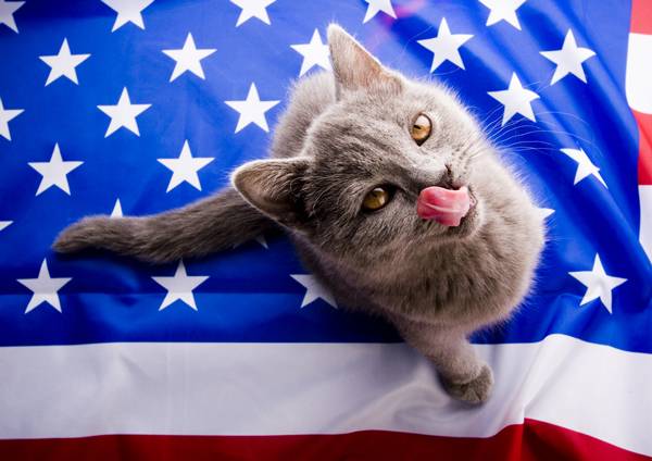 Top 10 Most Patriotic Kittens
