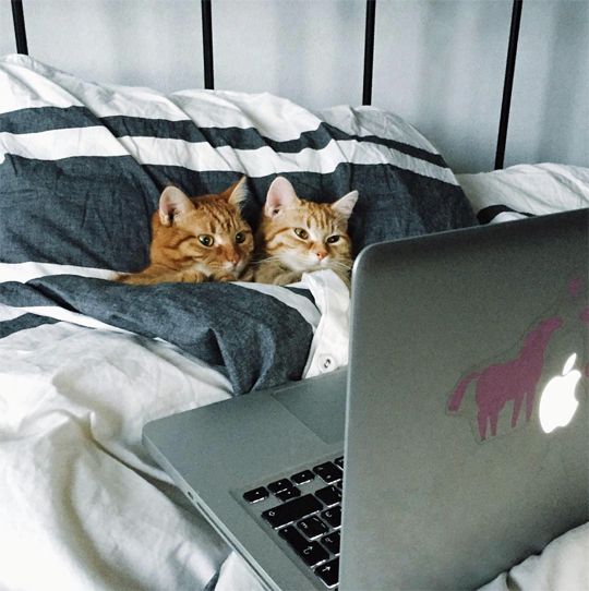 Cat Photos That Will Make You Laugh Out Loud
