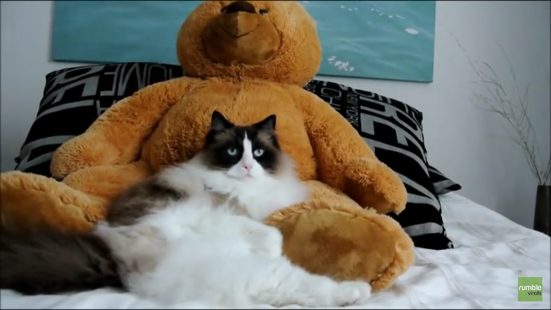 cute teddy cat