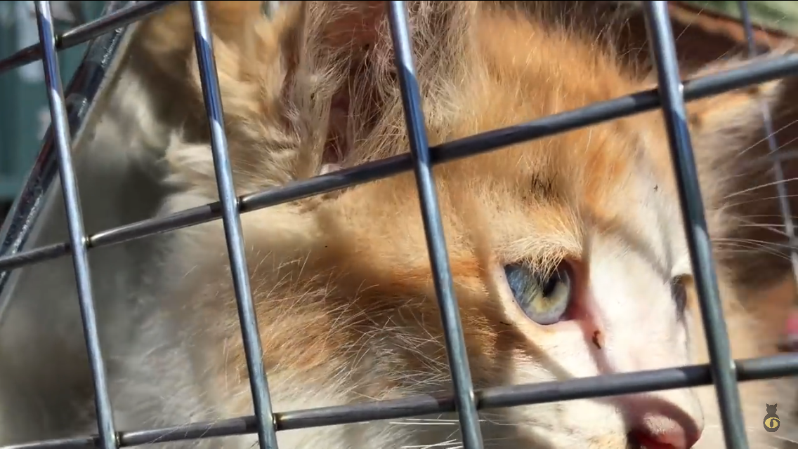 Kitten Rescued From Storm Drain After 96 Hours Cat Fancast 