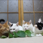 cats snacking