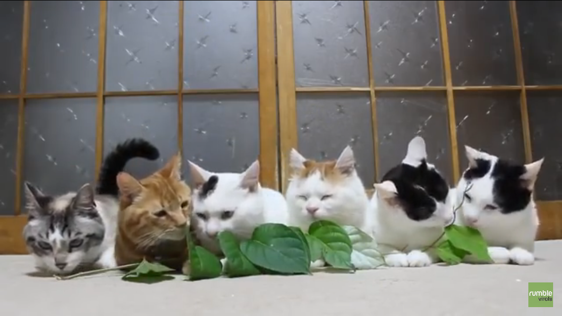 cats snacking