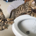 bengal cats