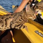 bengal cats