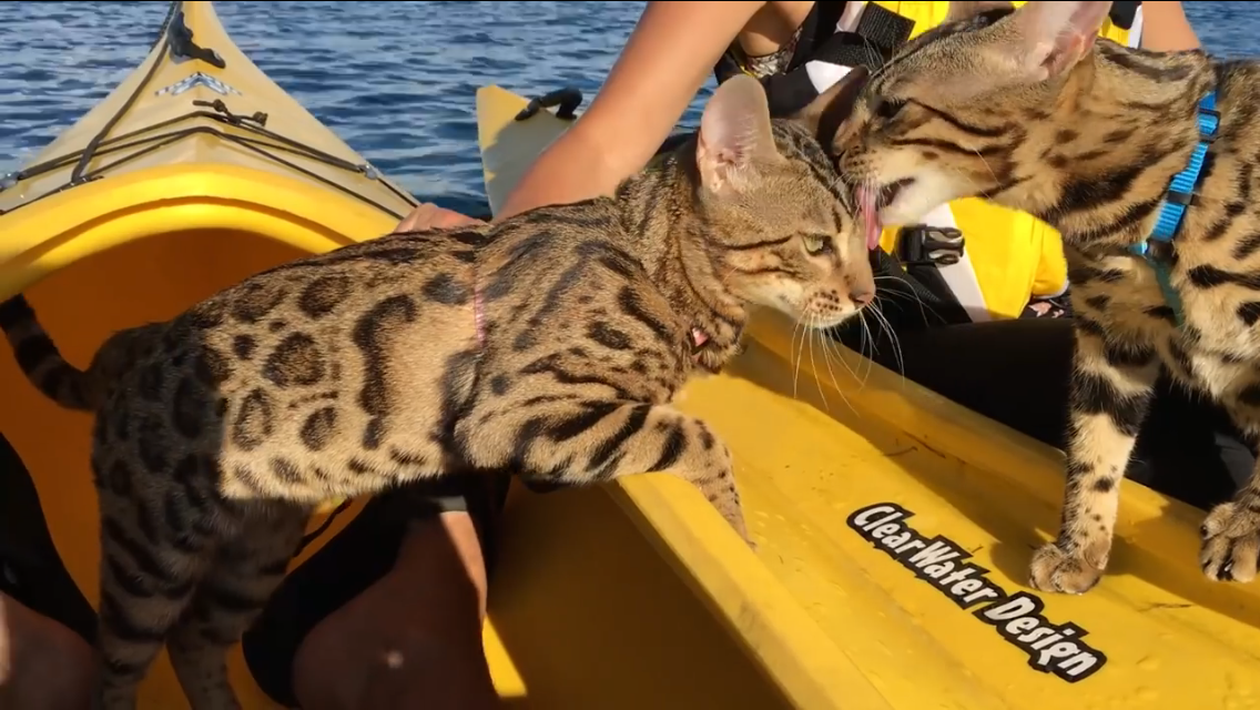 bengal cats