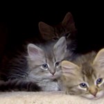 siberian kittens