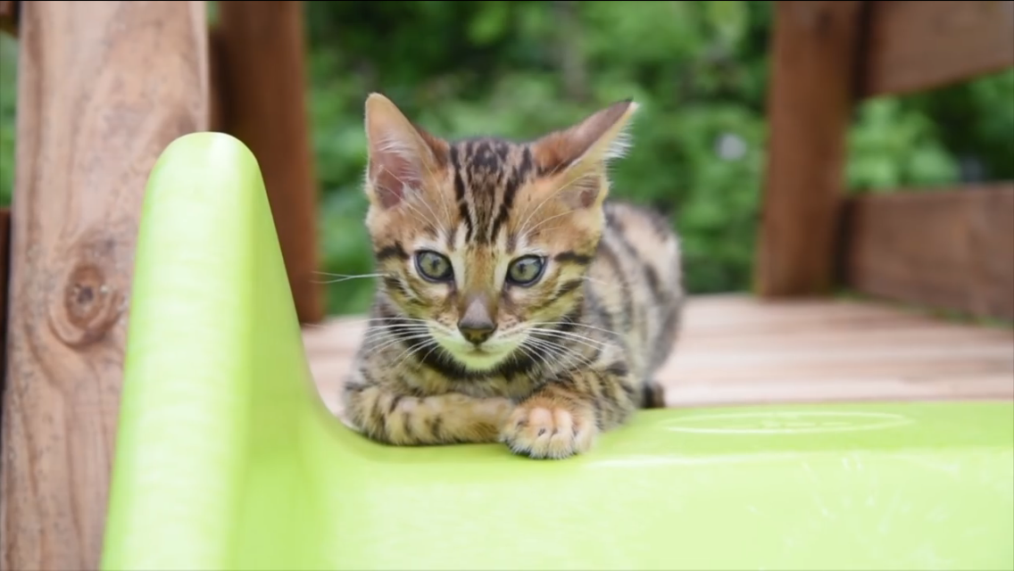 playful kittens