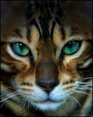 beautiful bengal cat