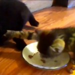 hungry kittens