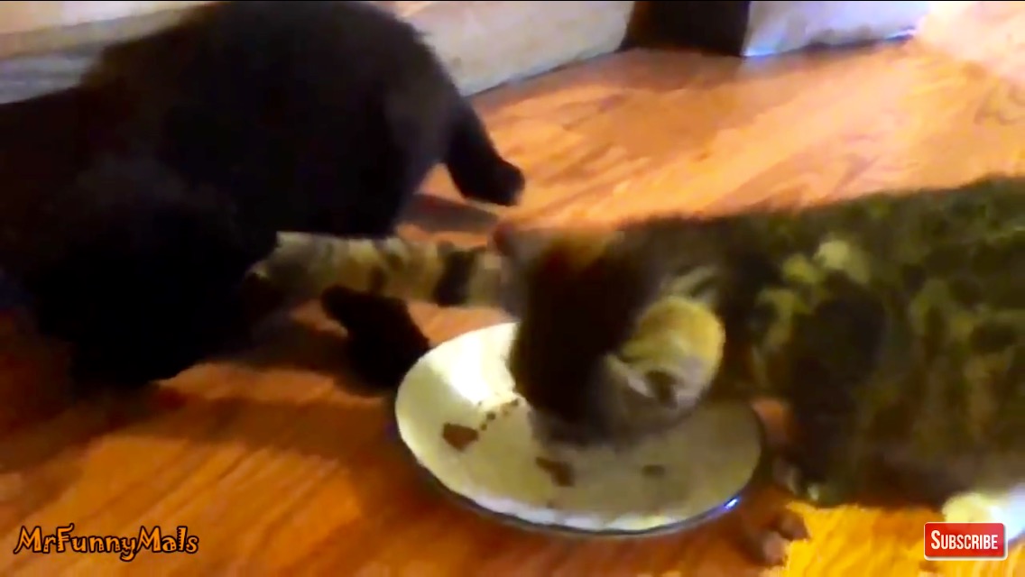 hungry kittens