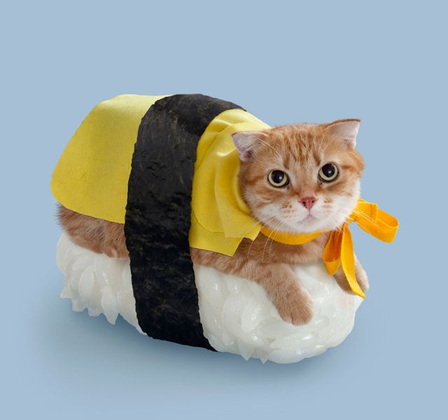Top 25 Cat Halloween Costumes