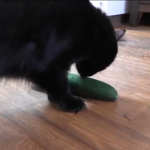 Stop Scaring Cats with Cucumbers