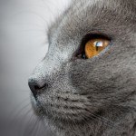 all about chartreux