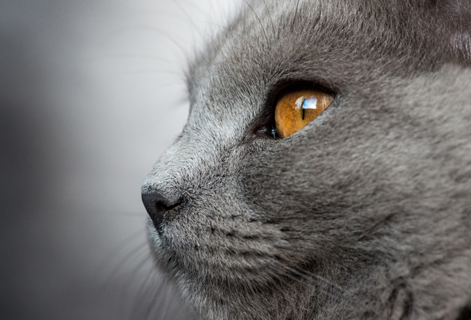 all about chartreux