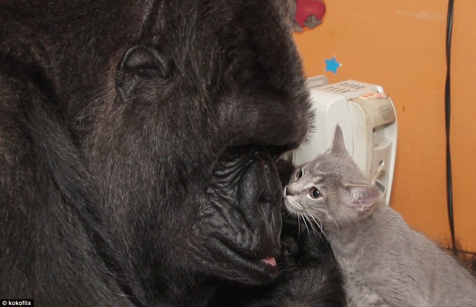 Gorilla Befriends Baby Kittens