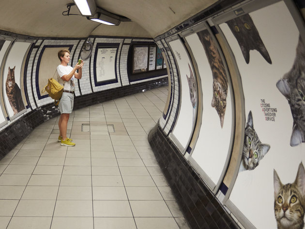 Cat Photos Take Over London Subway Stop