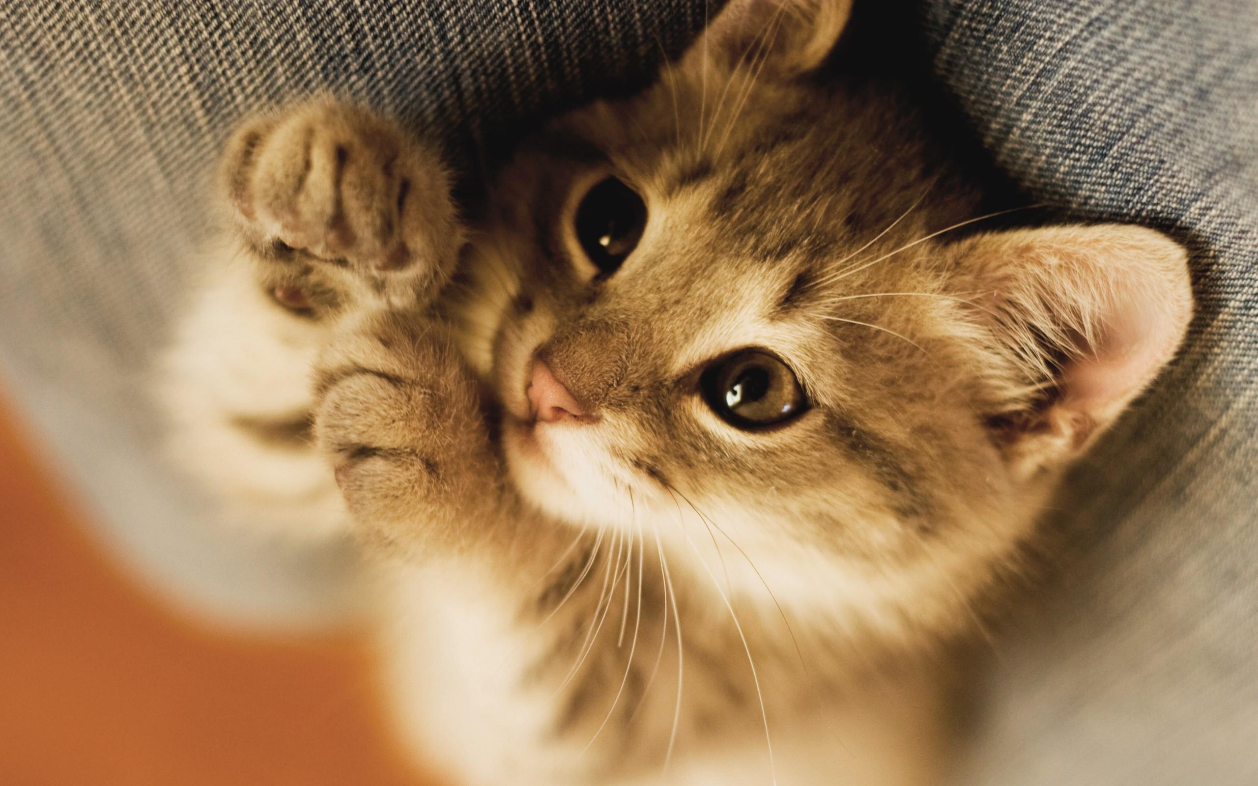 23 Reasons to be Thankful for your Cat