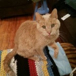 21-Year-Old Cat gets Second Chance at Life