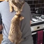 Cats Cling to Owner's Back