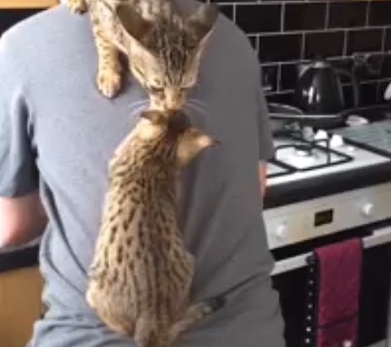 Cats Cling to Owner’s Back