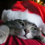 25 Cats that are Ready for the Holidays