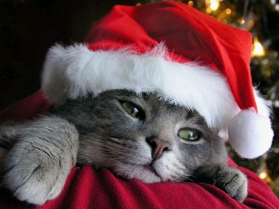 25 Cats that are Ready for the Holidays