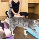 Yoga with Cats