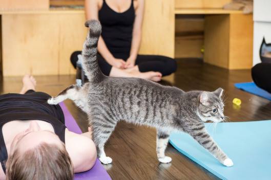 Yoga with Cats