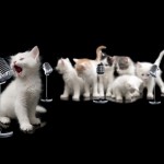 A Cat Lover's Playlist