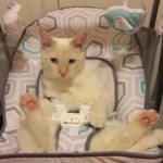 Funny Cat Sitting in Baby Swing