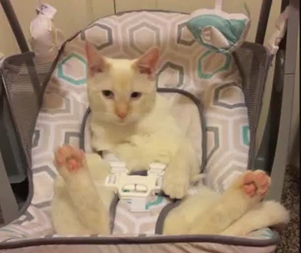 Funny Cat Sitting in Baby Swing