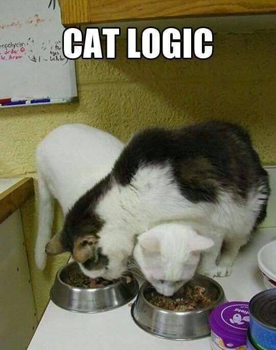 lolcats