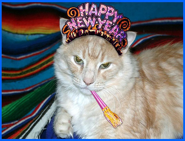 Adorable Cats Excited to Celebrate New Years Eve - Cat Fancast