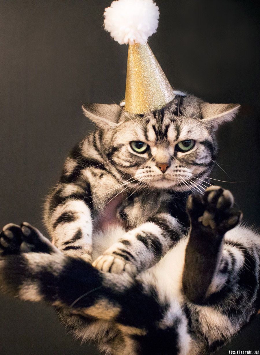 Поздравление кошечки. С днем рождения кошки. С днём рождения с котиками. Кошка в колпаке. Котик в праздничном колпаке.