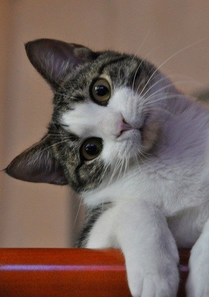 Curious Cats and Kitten Photos that are too Cute