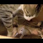 Mother Cat Raises Squirrel as Her Own