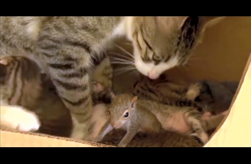 Mother Cat Raises Squirrel as Her Own