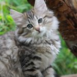 The Rarest Cat Breeds in the World