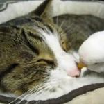 Adorable Cat Woken by Bird Best Friend