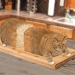 Cats Who Look Like Bread