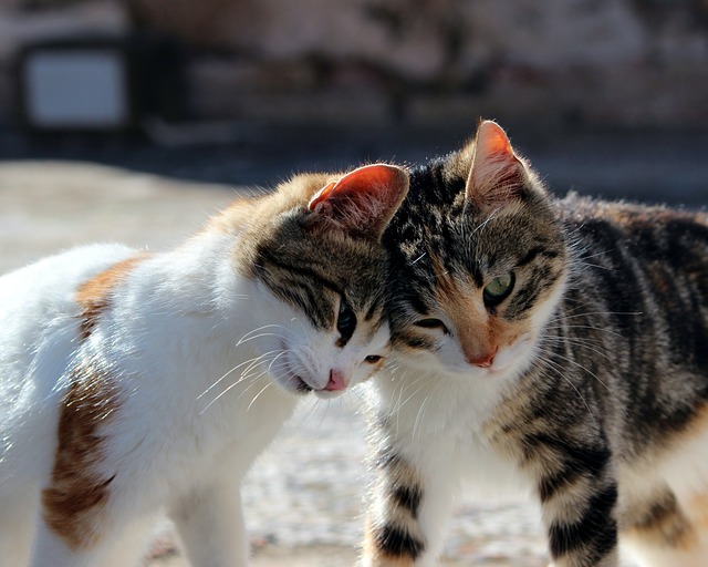 cuddliest cats