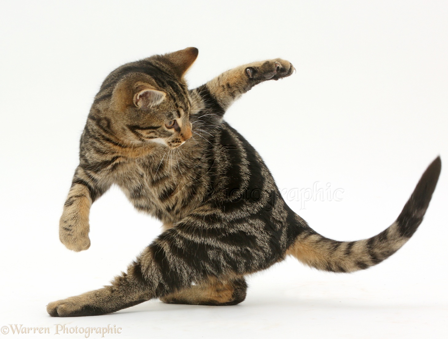 Почему кошки виляют хвостом. Кот с хвостом. Котенок бегает за хвостом. Гибкая кошка. Кошка с поднятой лапой.